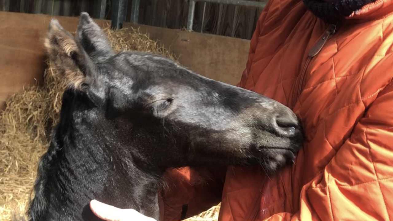 Filly Friesian For sale 2026 Black