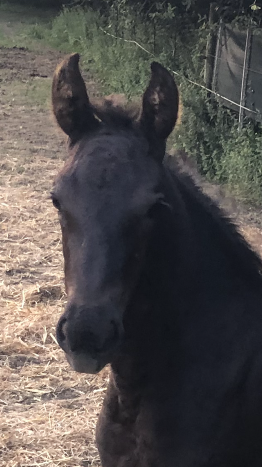 Filly Friesian For sale 2026 Black