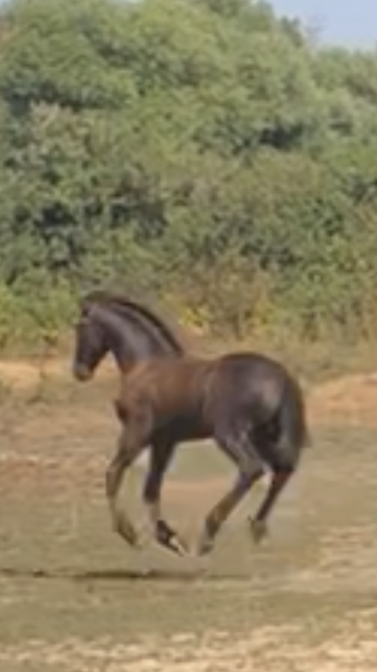 Filly Friesian For sale 2026 Black