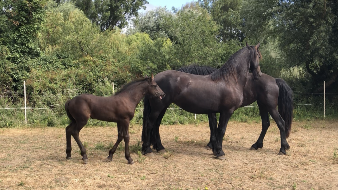Filly Friesian For sale 2026 Black