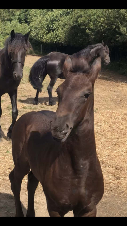 Filly Friesian For sale 2026 Black