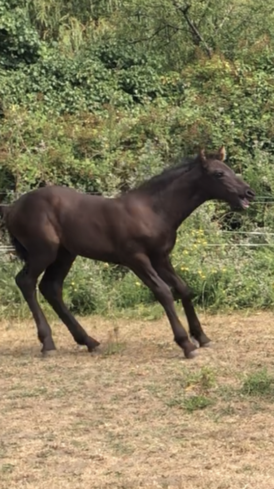 Filly Friesian For sale 2026 Black