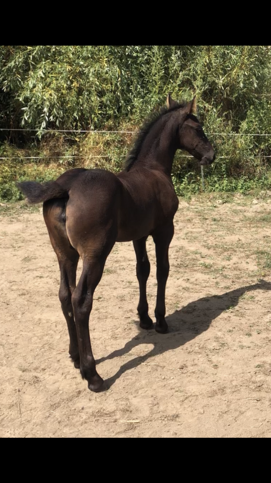 Filly Friesian For sale 2026 Black