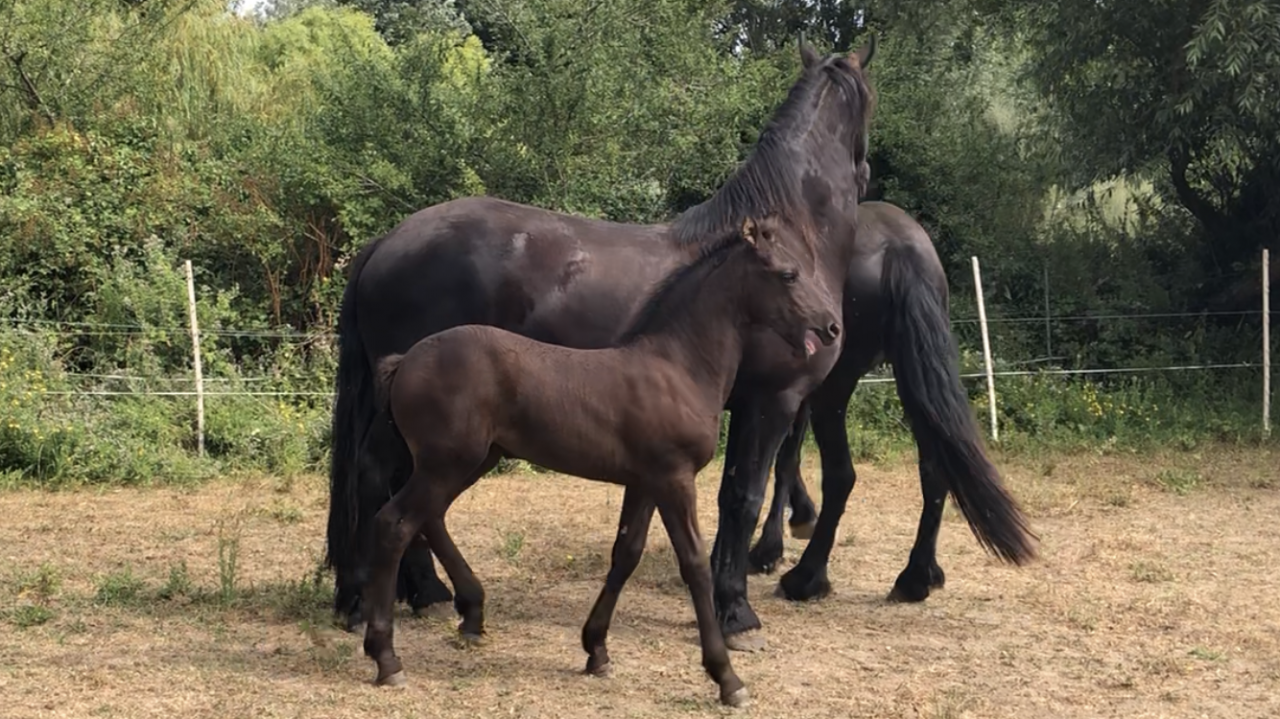Filly Friesian For sale 2026 Black