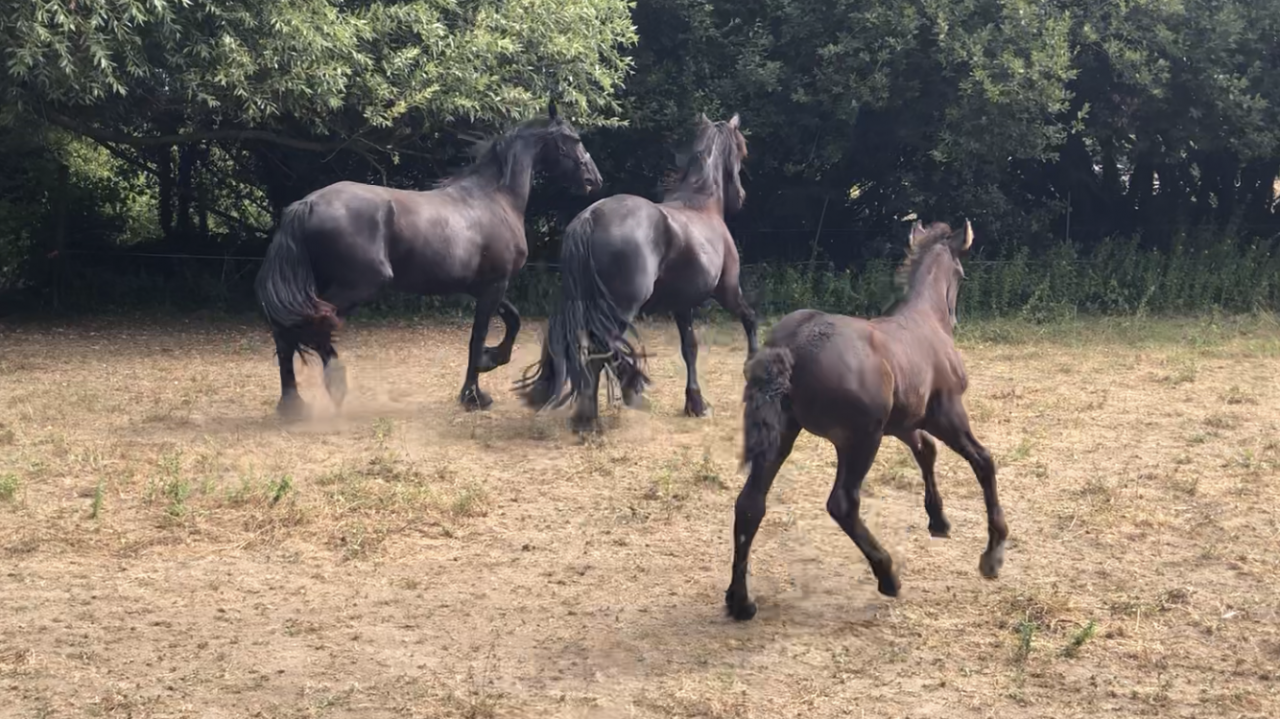 Filly Friesian For sale 2026 Black
