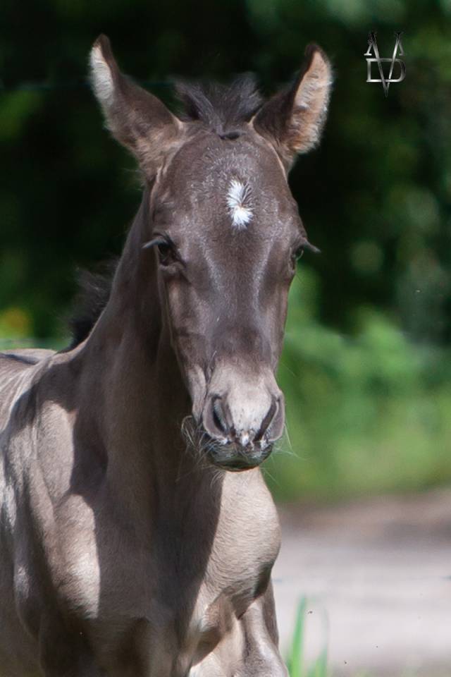 Colt PRE Pure Spanish Bred For sale 2026 Black