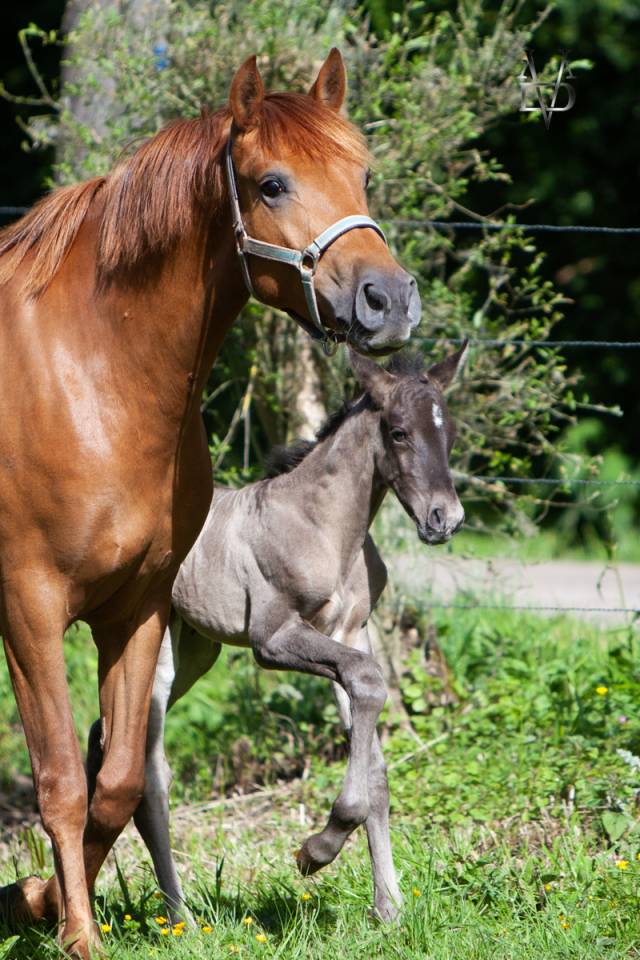 Colt PRE Pure Spanish Bred For sale 2026 Black