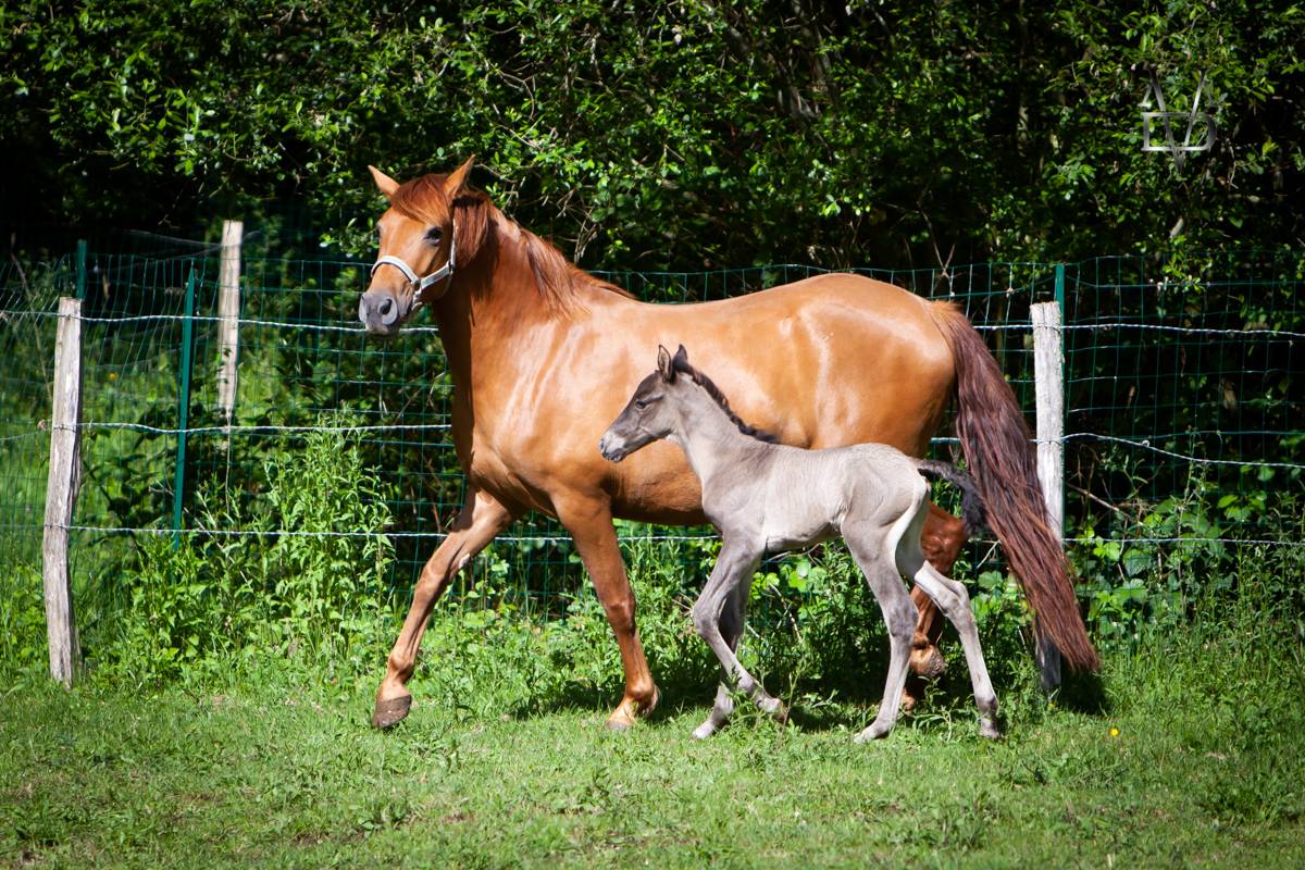 Colt PRE Pure Spanish Bred For sale 2026 Black