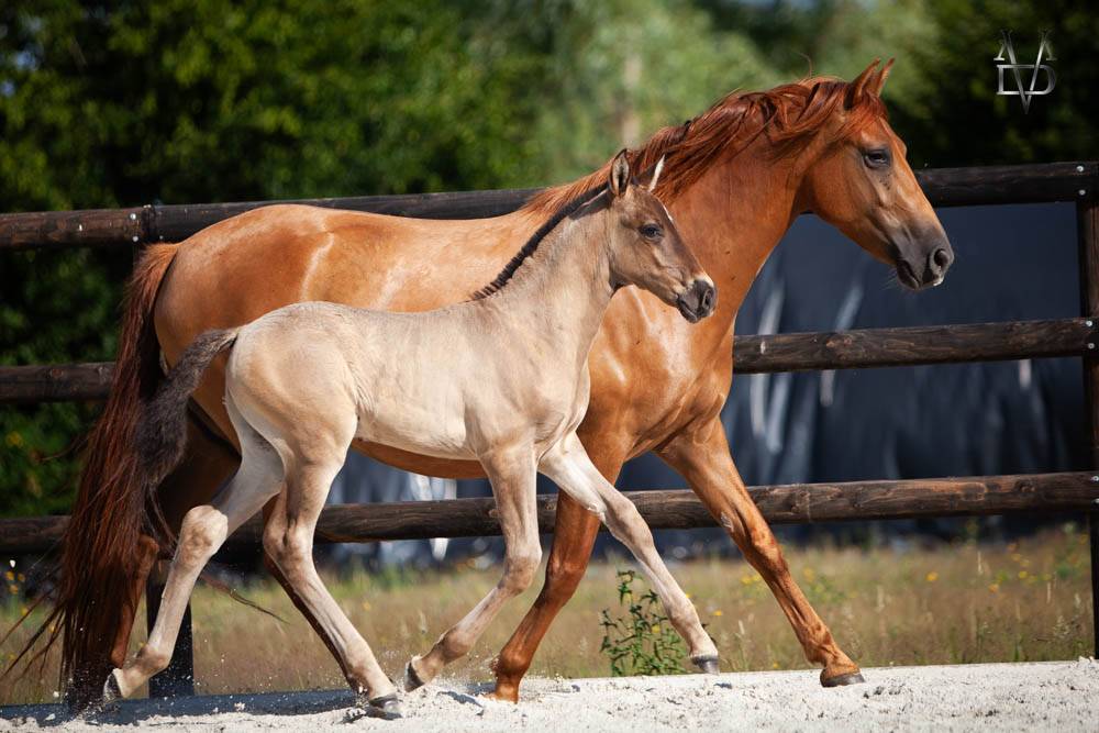 Colt PRE Pure Spanish Bred For sale 2026 Black