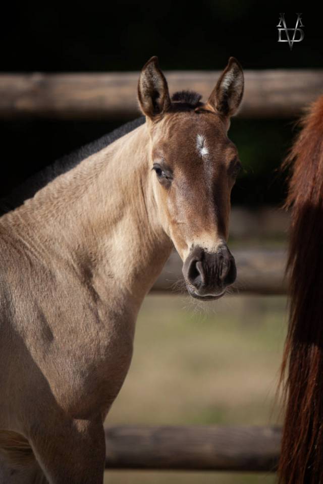 Colt PRE Pure Spanish Bred For sale 2026 Black