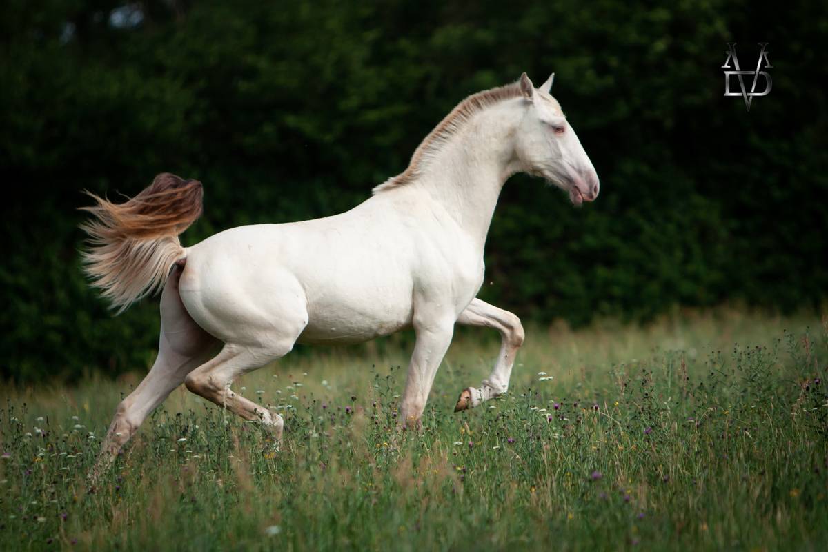 Colt PRE Pure Spanish Bred For sale 2025 Buckskin