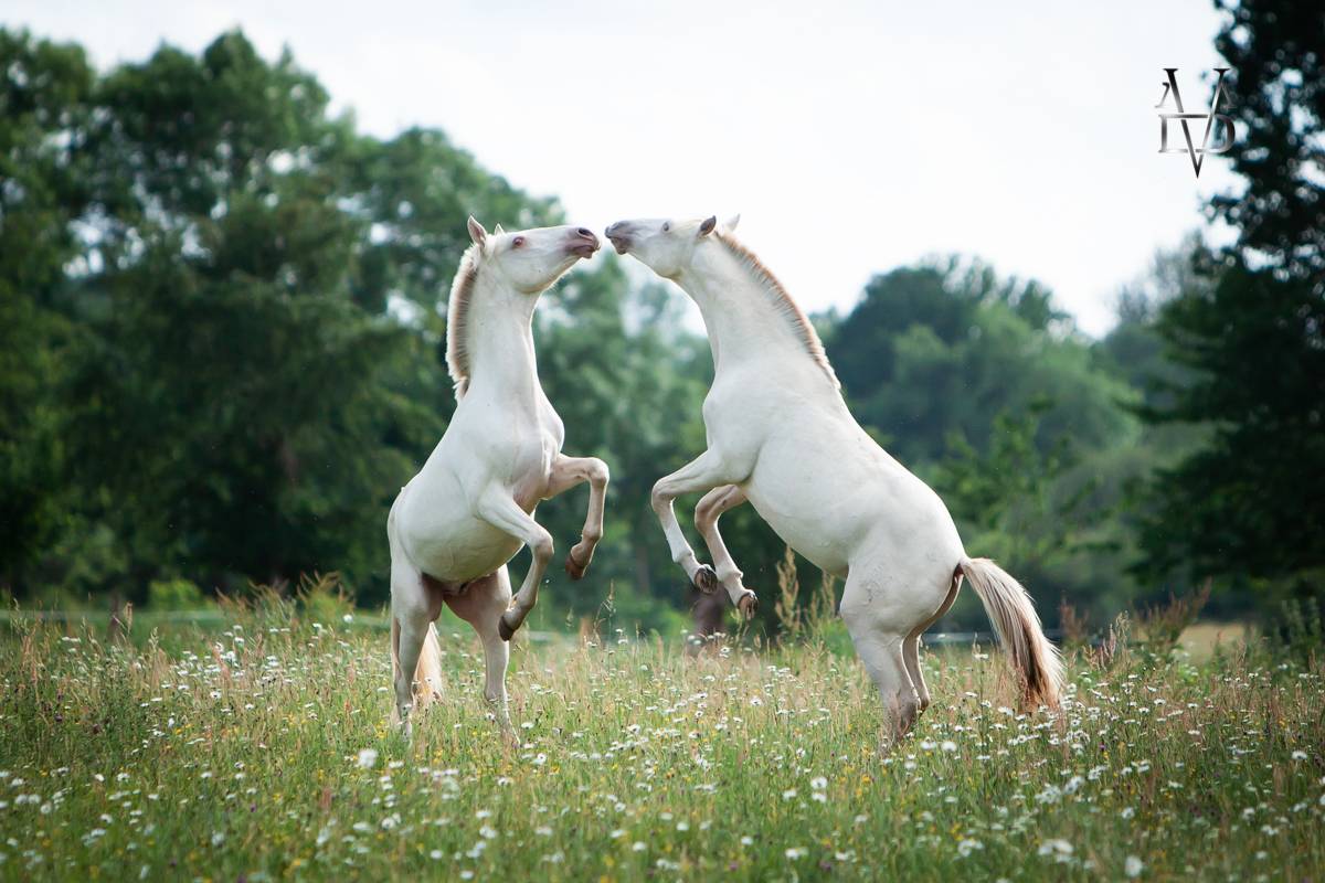 Colt PRE Pure Spanish Bred For sale 2025 Buckskin