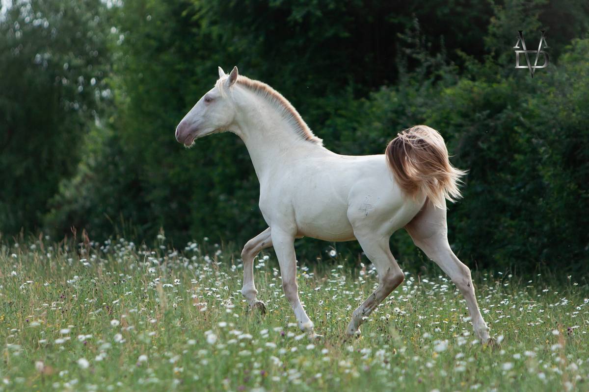 Colt PRE Pure Spanish Bred For sale 2025 Buckskin
