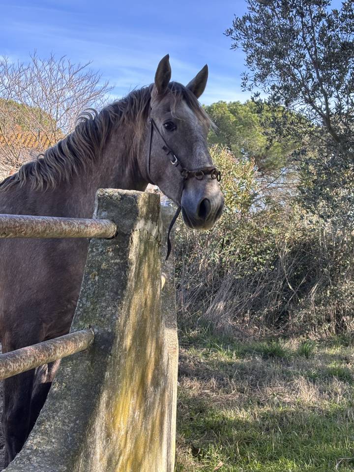 Entire Lusitano For sale 2023 Grey