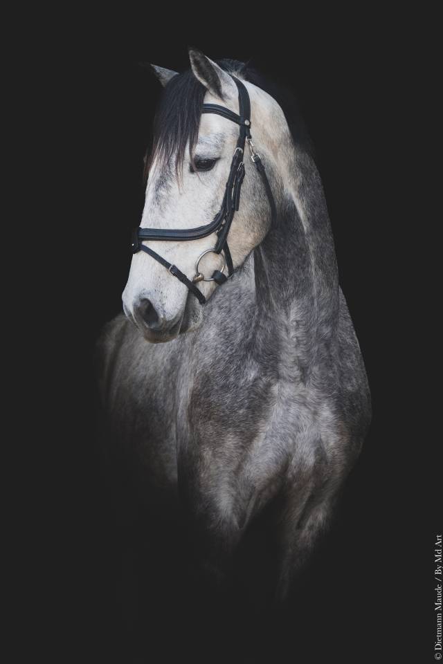 Gelding Lusitano For sale 2021 Grey