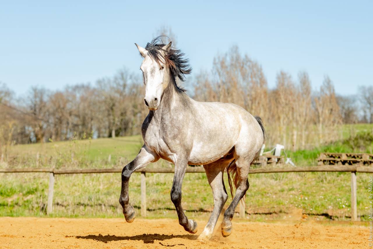 Gelding Lusitano For sale 2021 Grey