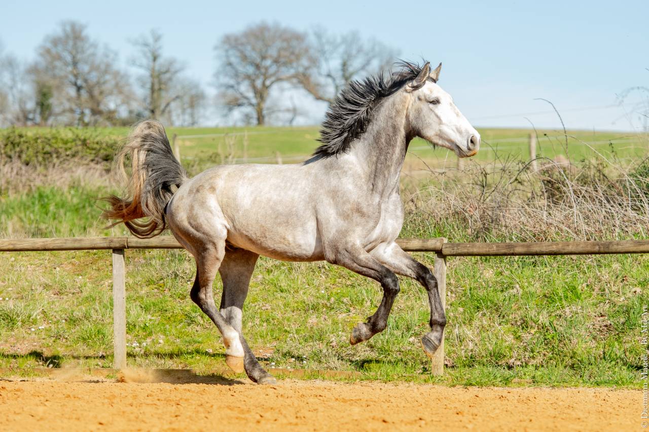 Gelding Lusitano For sale 2021 Grey