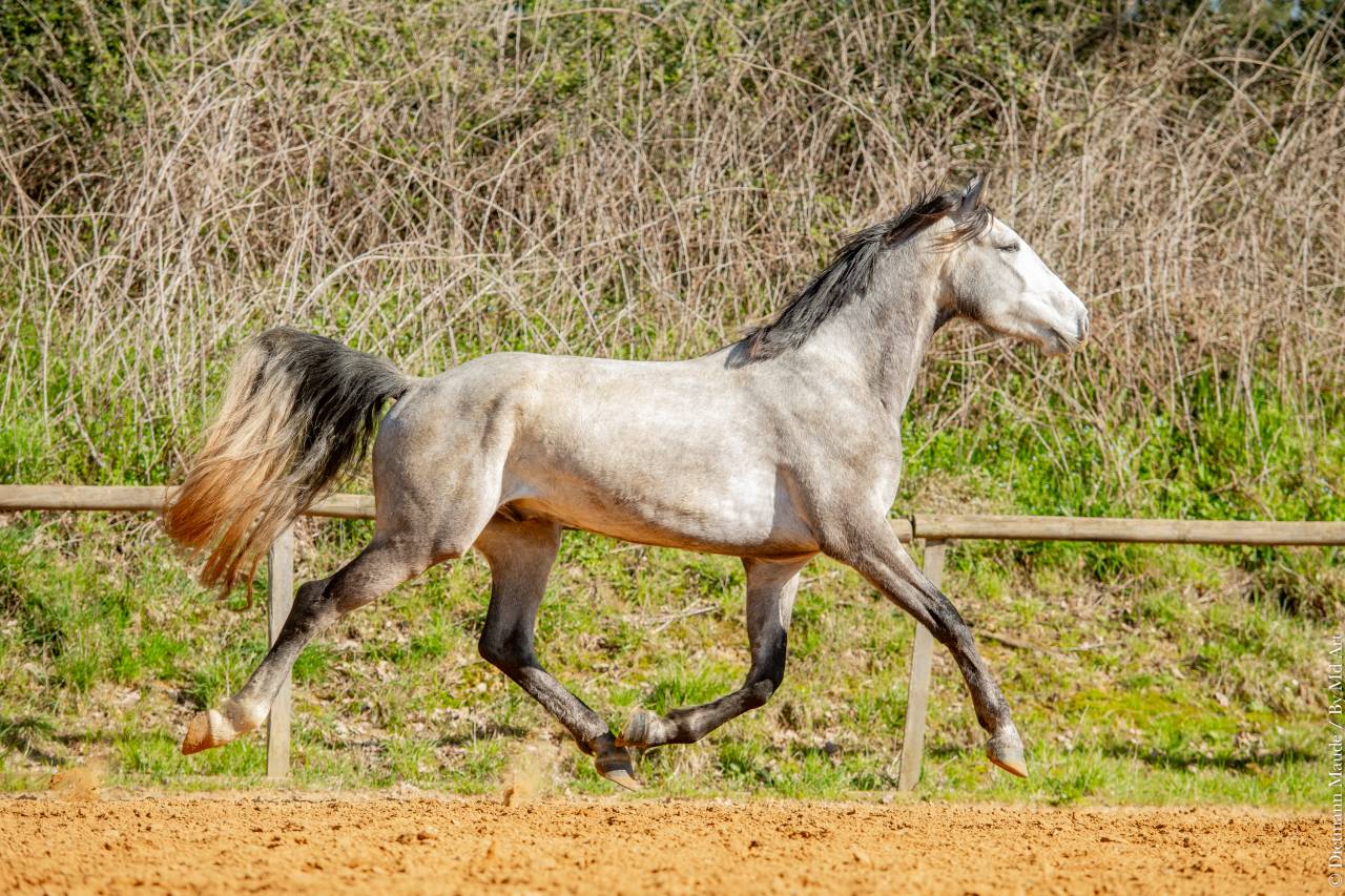 Gelding Lusitano For sale 2021 Grey