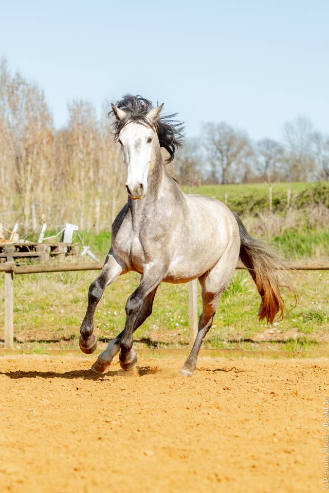 Gelding Lusitano For sale 2021 Grey