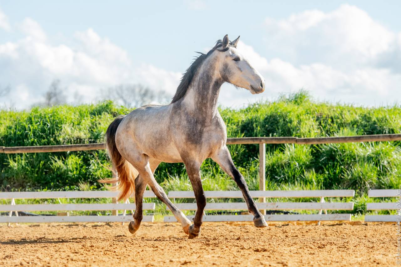 Gelding Lusitano For sale 2021 Grey