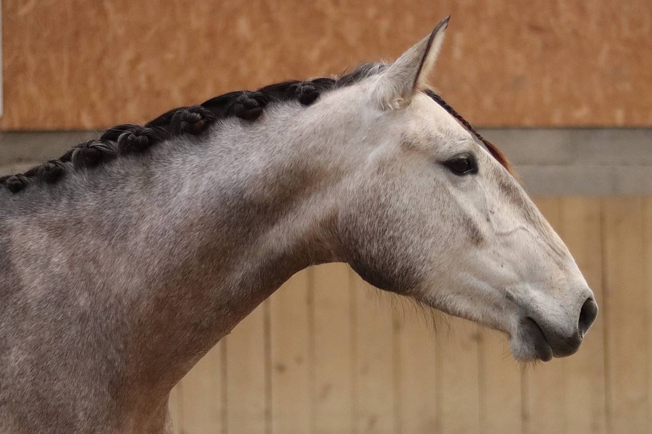 Mare Lusitano For sale 2022 Grey