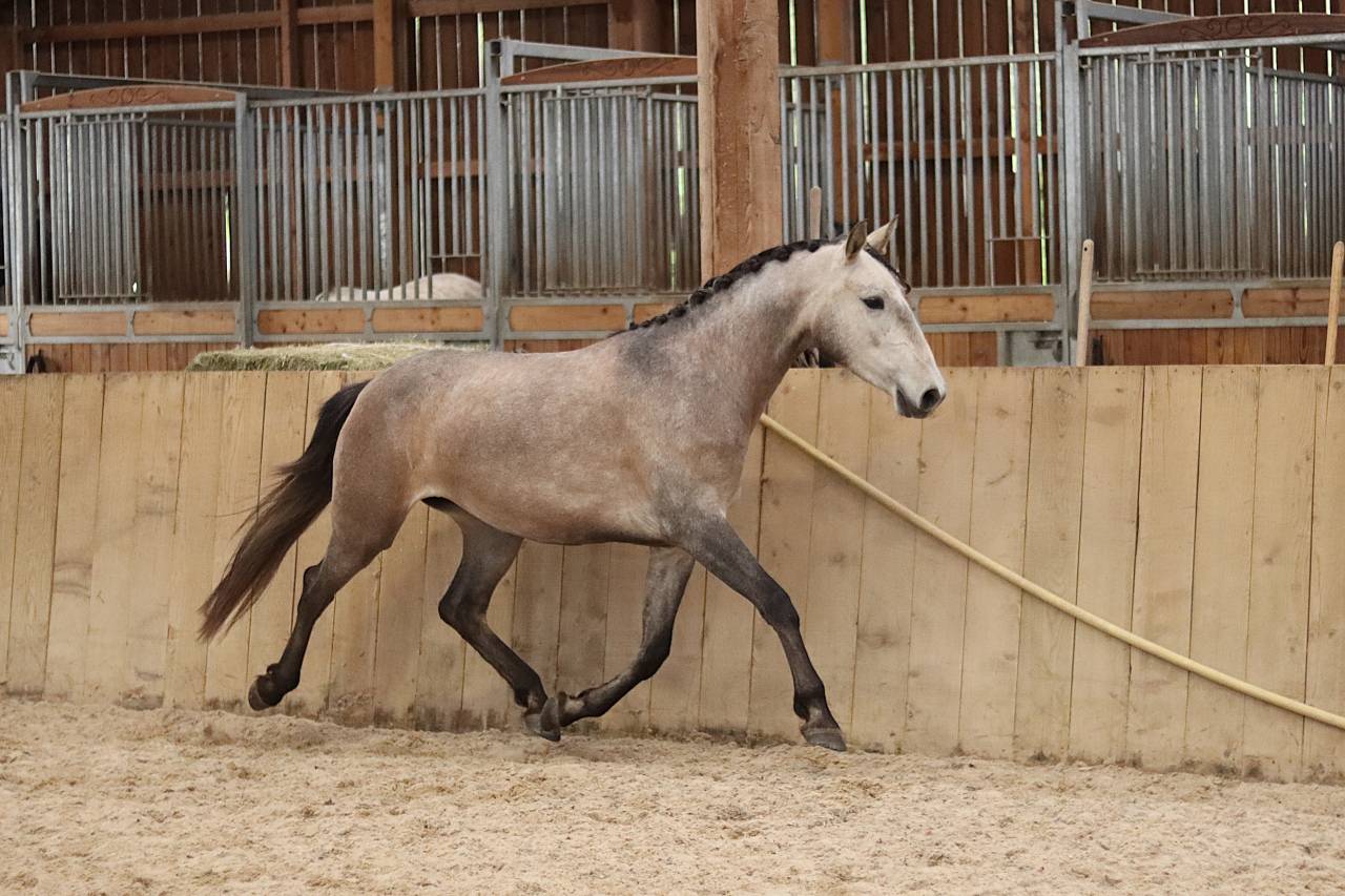 Mare Lusitano For sale 2022 Grey