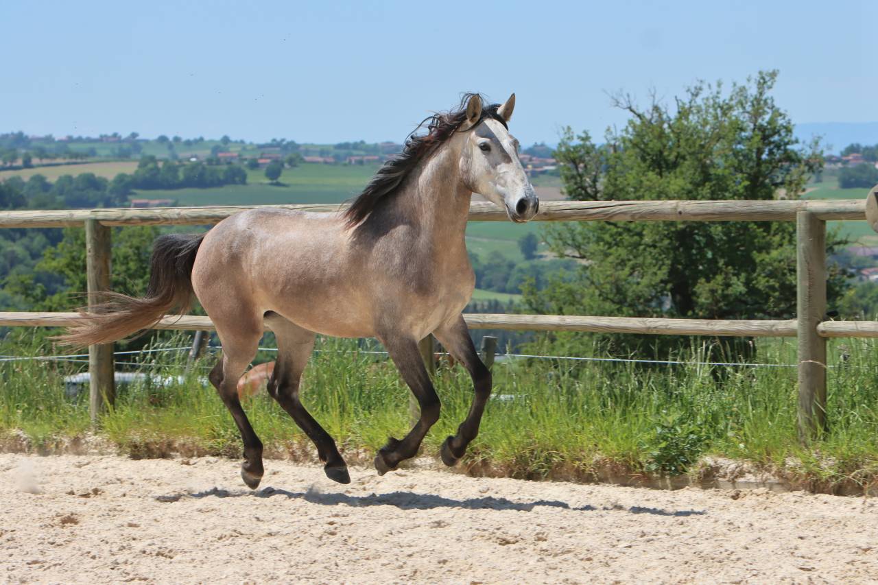 Mare Lusitano For sale 2022 Grey