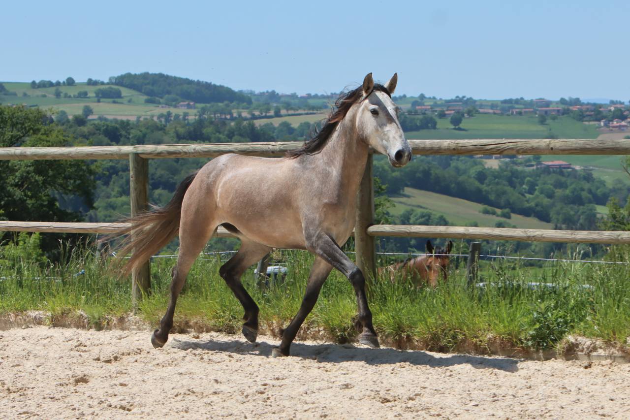 Mare Lusitano For sale 2022 Grey