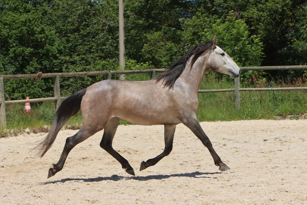 Mare Lusitano For sale 2022 Grey
