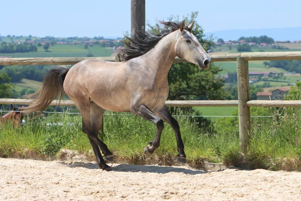 Mare Lusitano For sale 2022 Grey