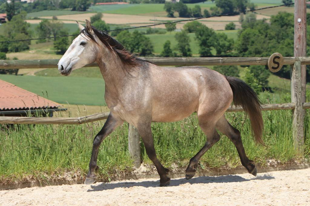 Mare Lusitano For sale 2022 Grey