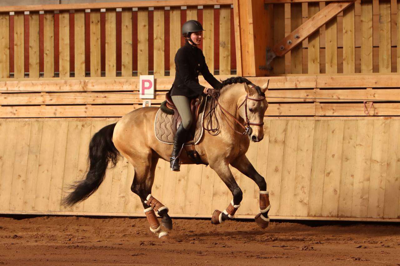 Mare Lusitano For sale 2022 Grey