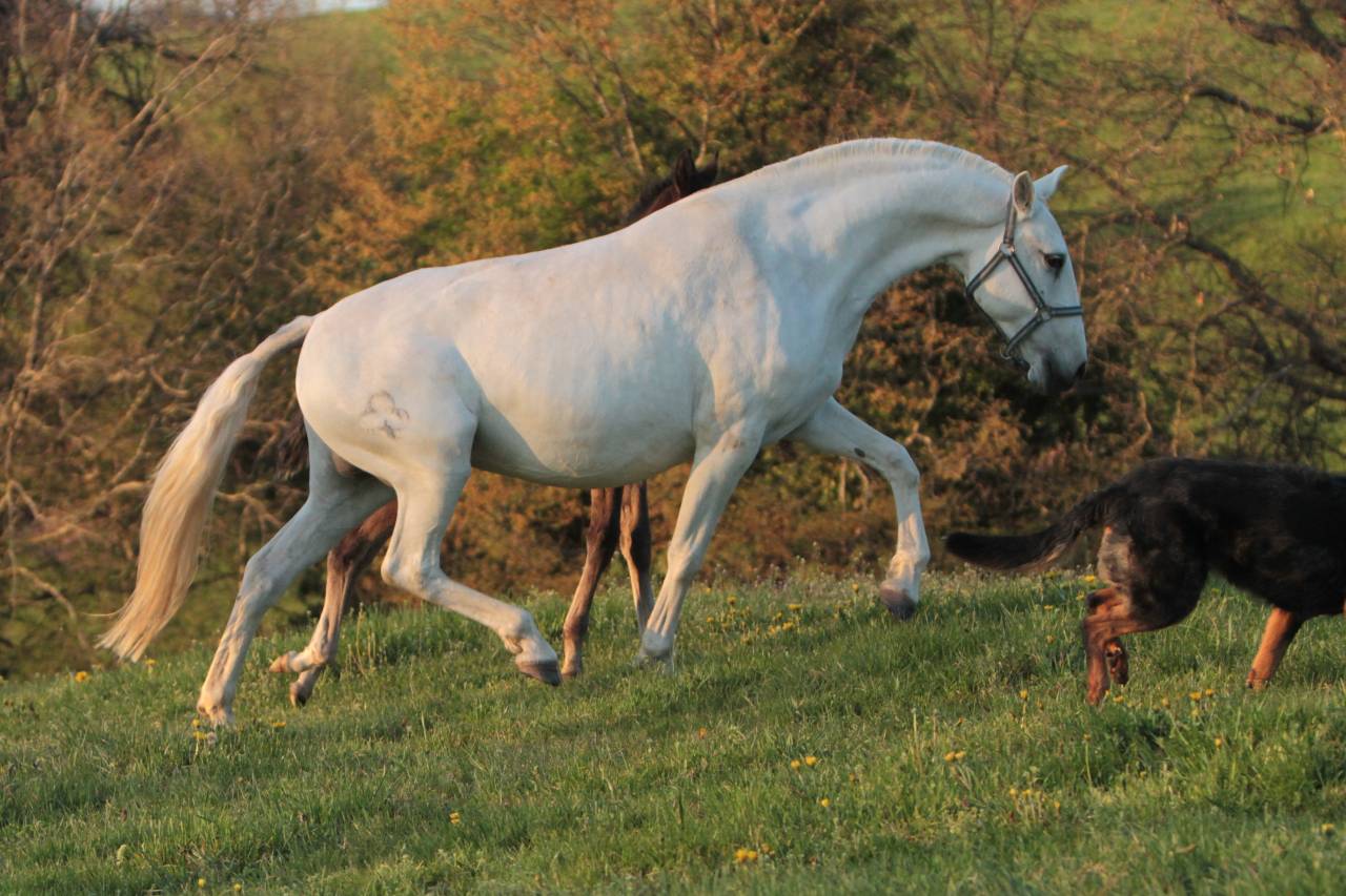 Mare Lusitano For sale 2022 Grey