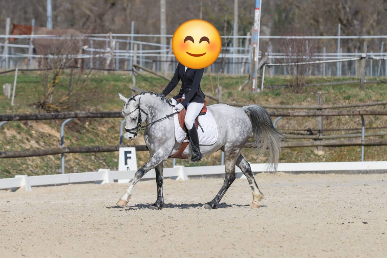 Gelding French Saddle Pony For sale 2018 Grey