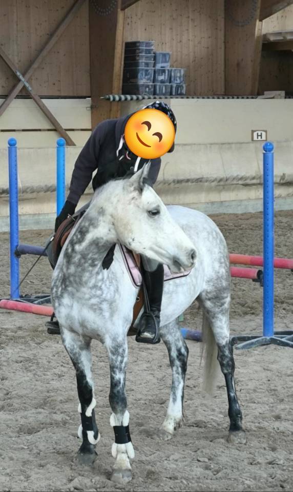 Gelding French Saddle Pony For sale 2018 Grey