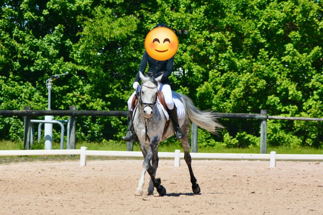 Gelding French Saddle Pony For sale 2018 Grey