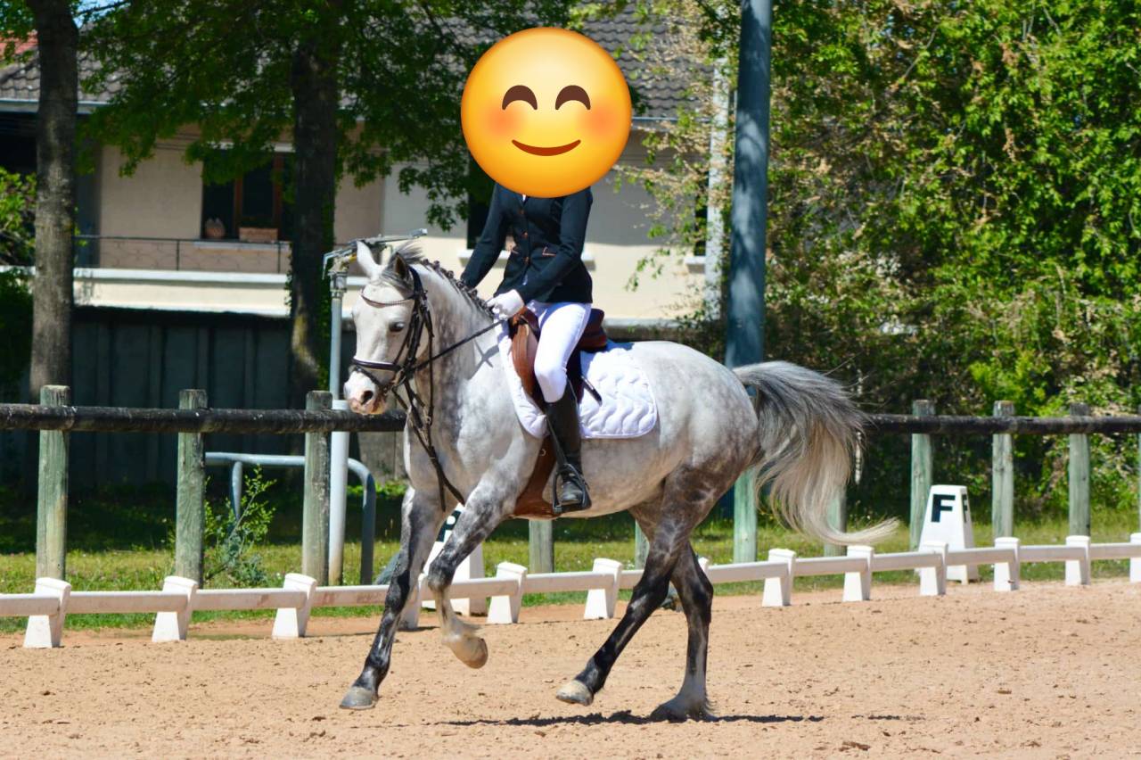 Gelding French Saddle Pony For sale 2018 Grey