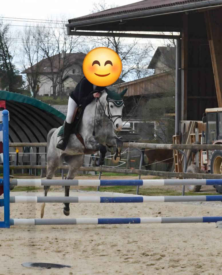 Gelding French Saddle Pony For sale 2018 Grey