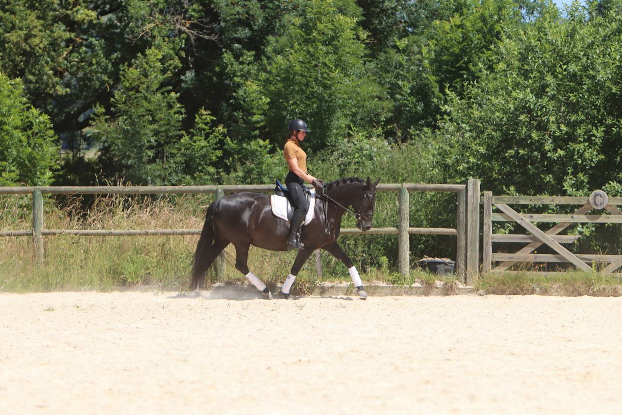 Mare PRE Pure Spanish Bred For sale 2017 Black