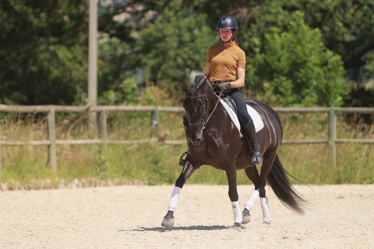 Mare PRE Pure Spanish Bred For sale 2017 Black