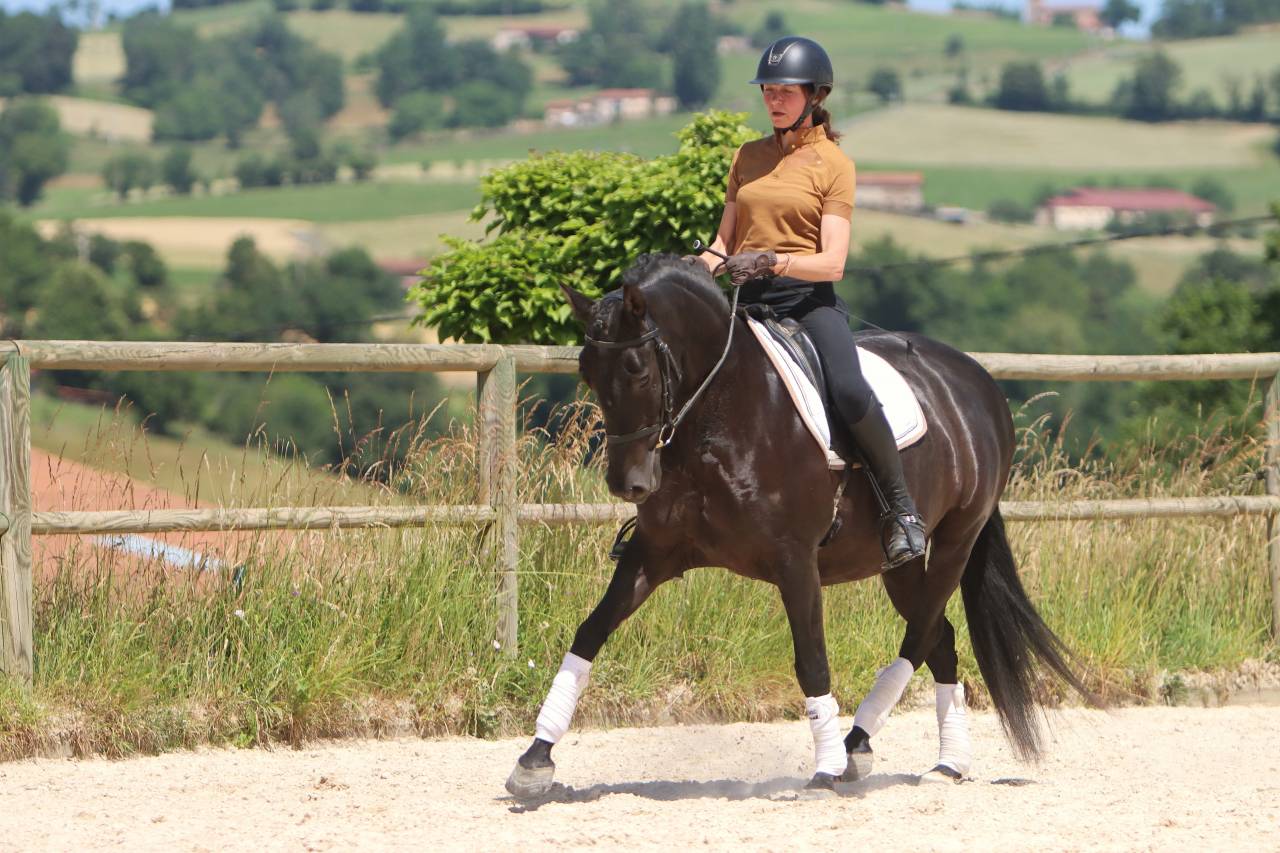 Mare PRE Pure Spanish Bred For sale 2017 Black