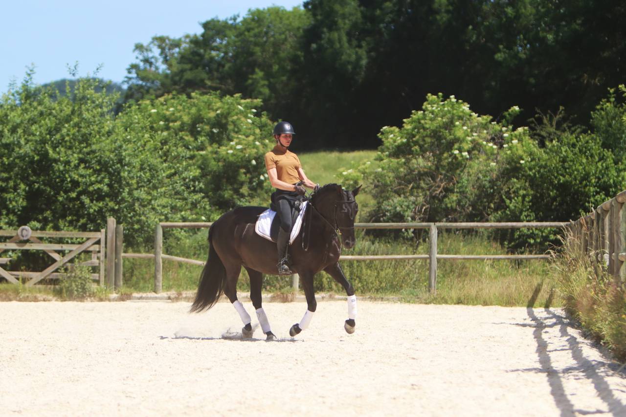 Mare PRE Pure Spanish Bred For sale 2017 Black