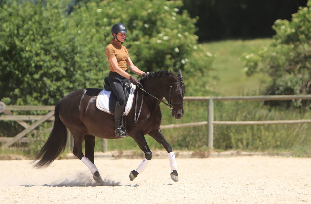 Mare PRE Pure Spanish Bred For sale 2017 Black