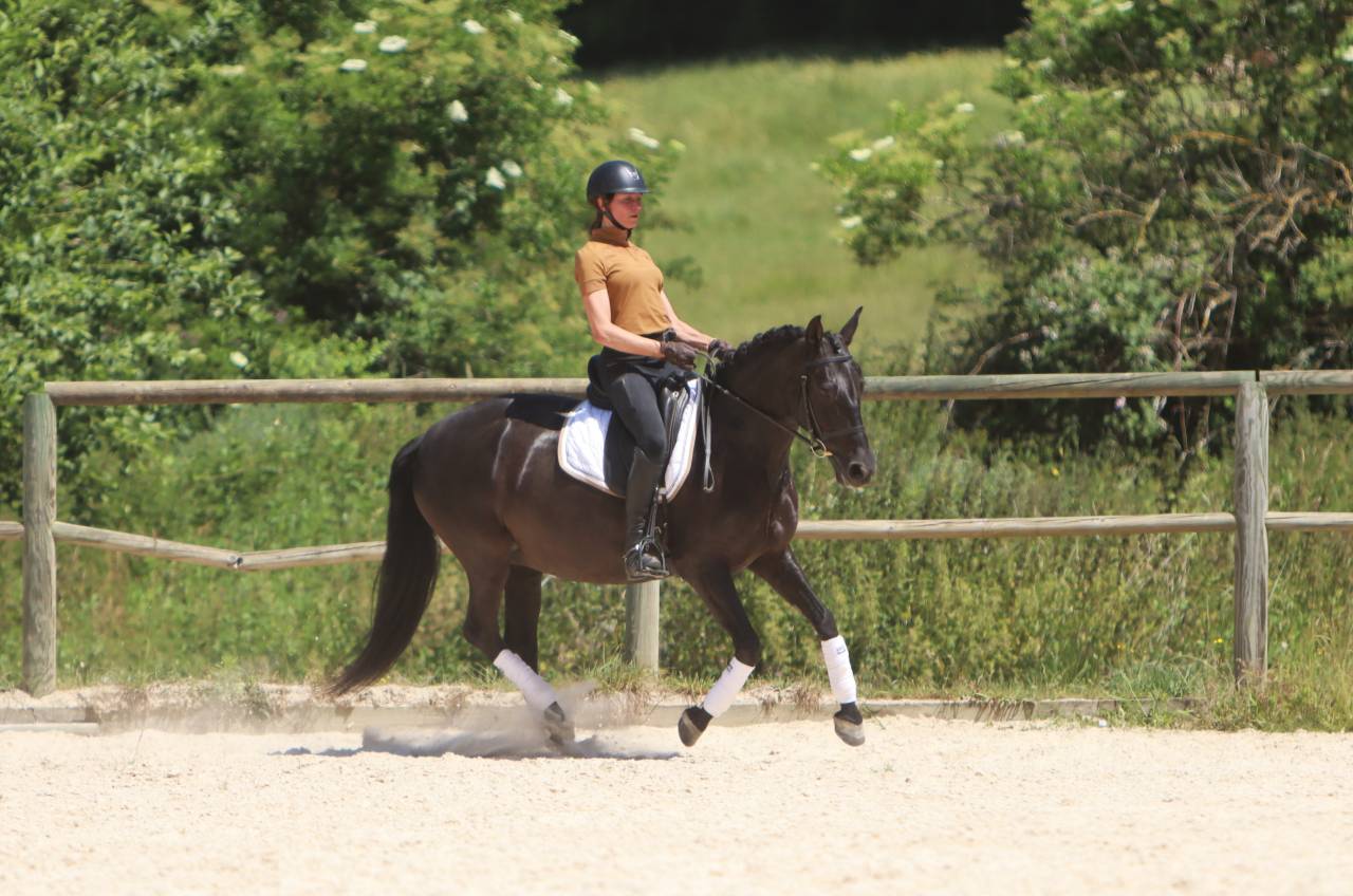 Mare PRE Pure Spanish Bred For sale 2017 Black