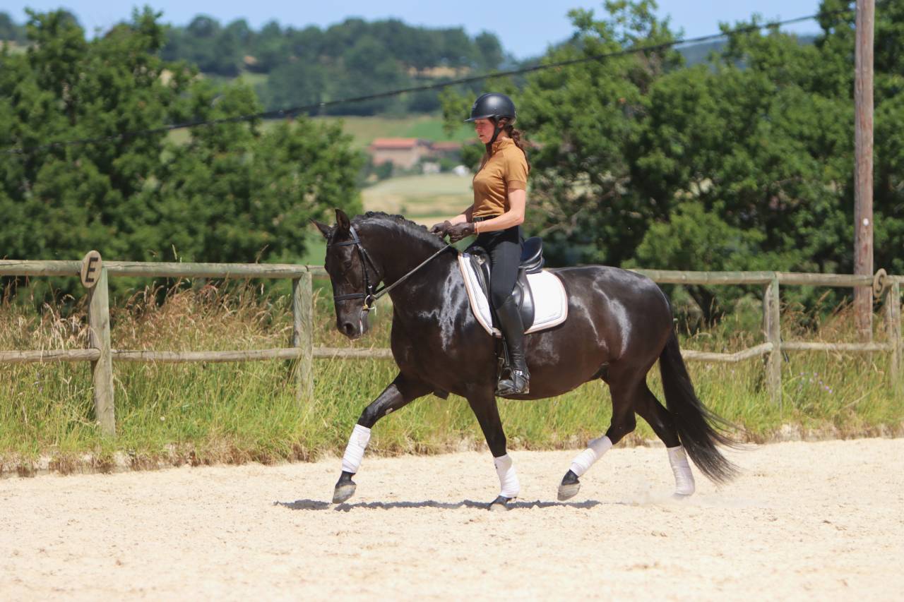 Mare PRE Pure Spanish Bred For sale 2017 Black