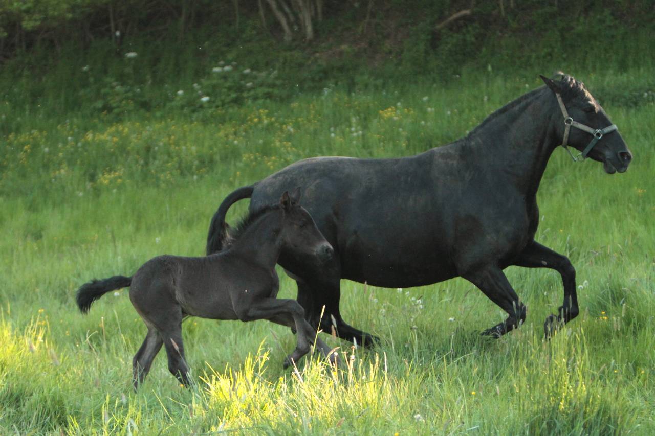 Mare PRE Pure Spanish Bred For sale 2017 Black