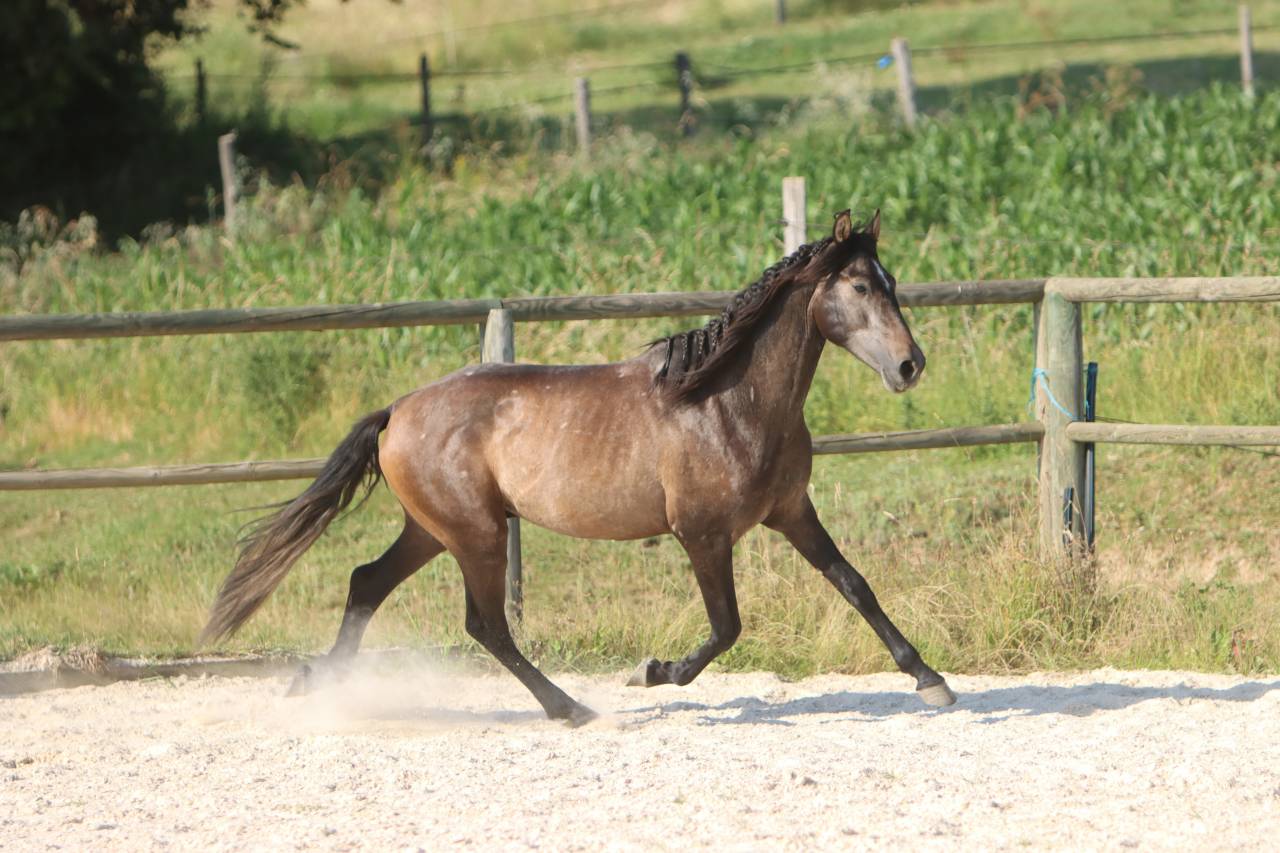 Entire PRE Pure Spanish Bred For sale 2023 Grey