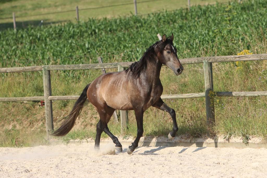 Entire PRE Pure Spanish Bred For sale 2023 Grey