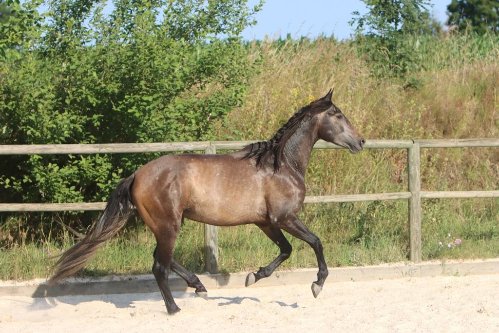 Entire PRE Pure Spanish Bred For sale 2023 Grey