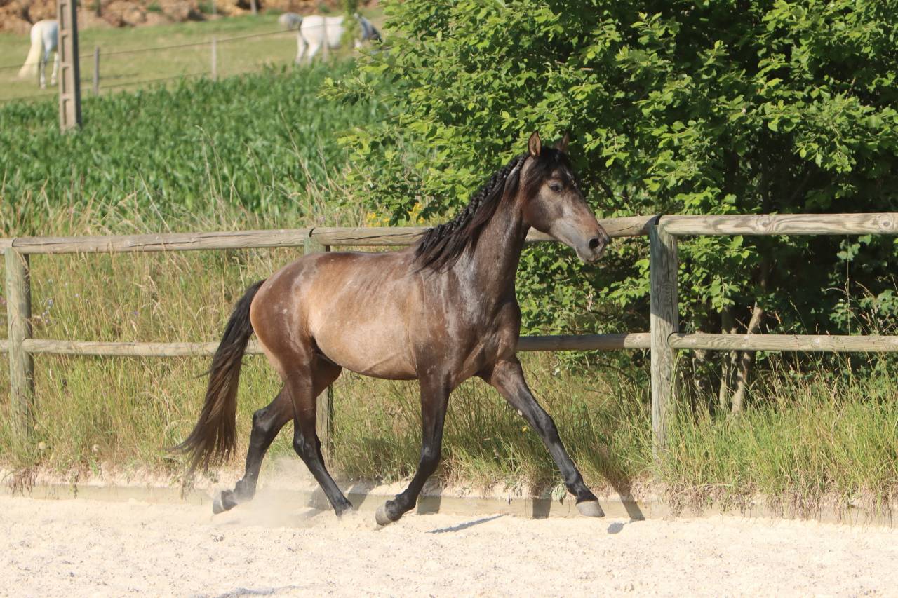 Entire PRE Pure Spanish Bred For sale 2023 Grey
